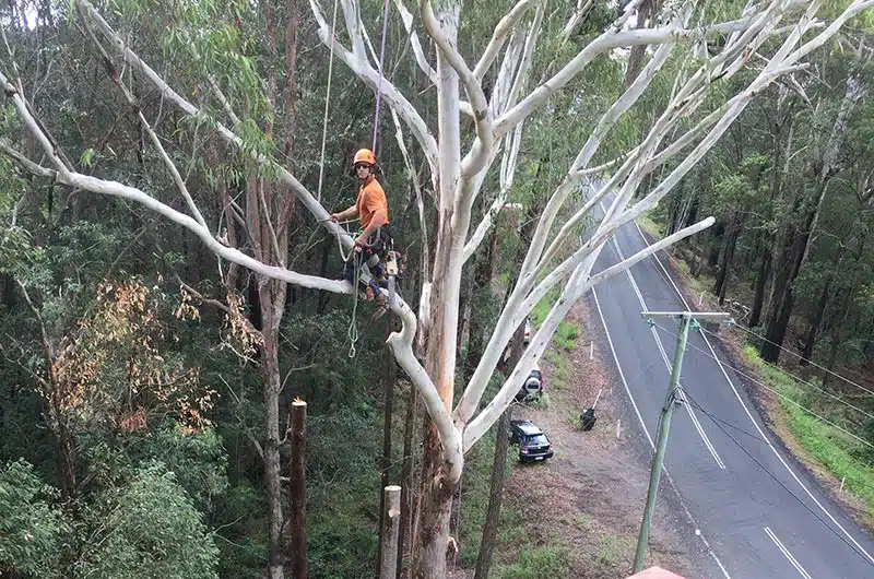 Branch Creek Tree Services | Tree Service Sunshine Coast