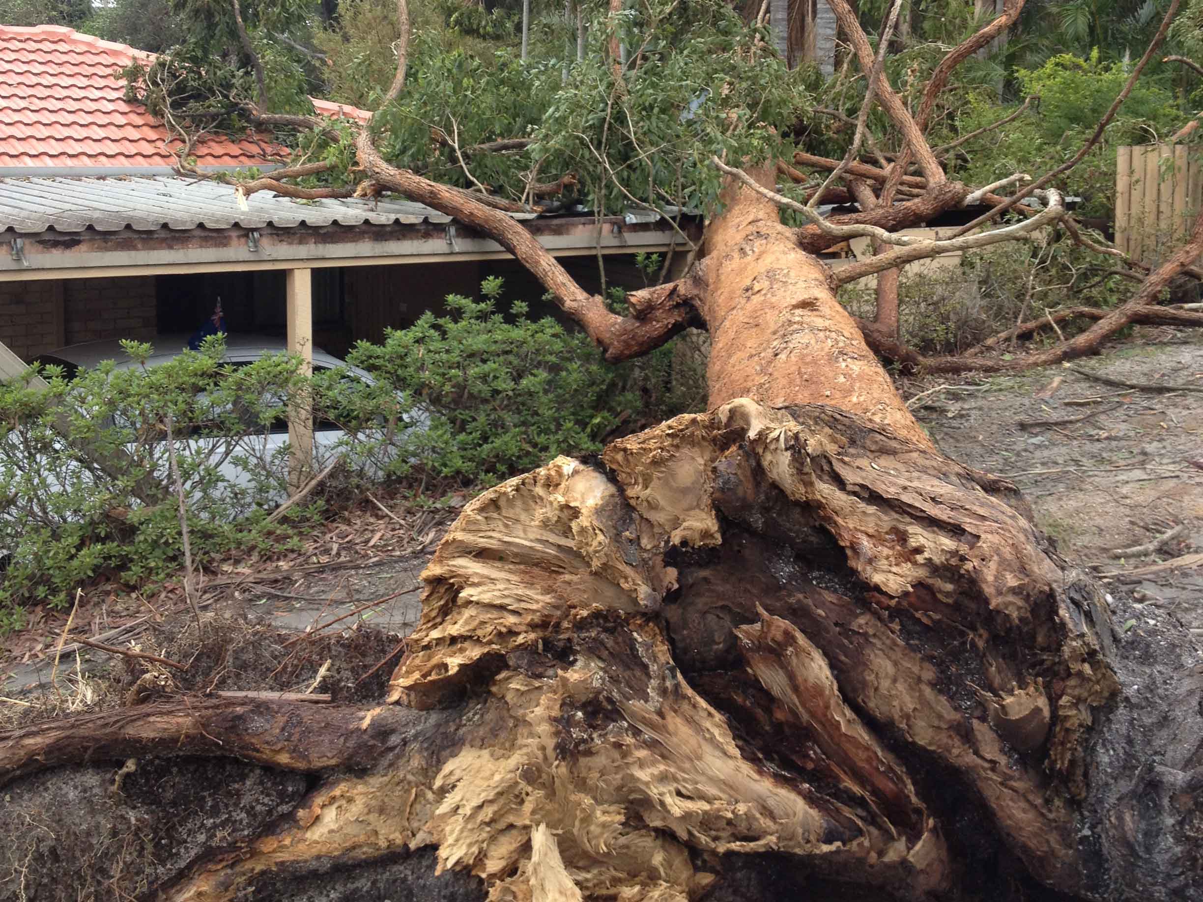 Branch Creek Tree Services | Tree Service Sunshine Coast