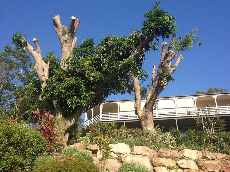 Tree Lopping Sunshine Coast | Branch Creek Tree Services