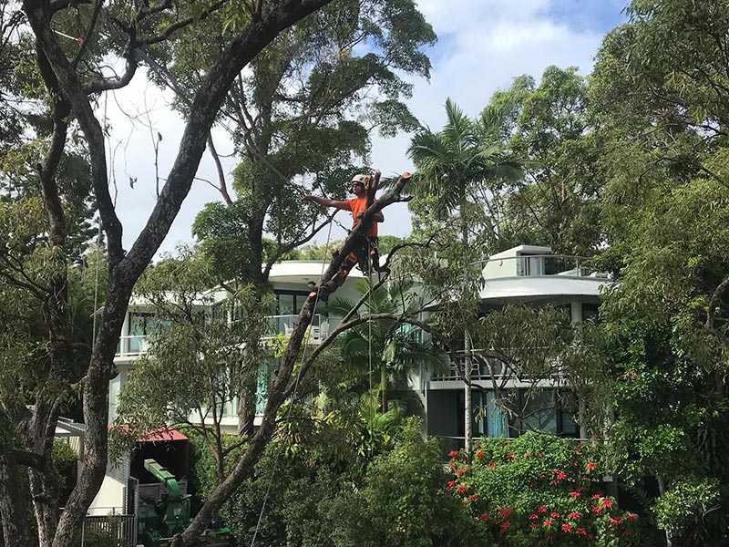 Branch Creek Tree Services | Tree Service Sunshine Coast