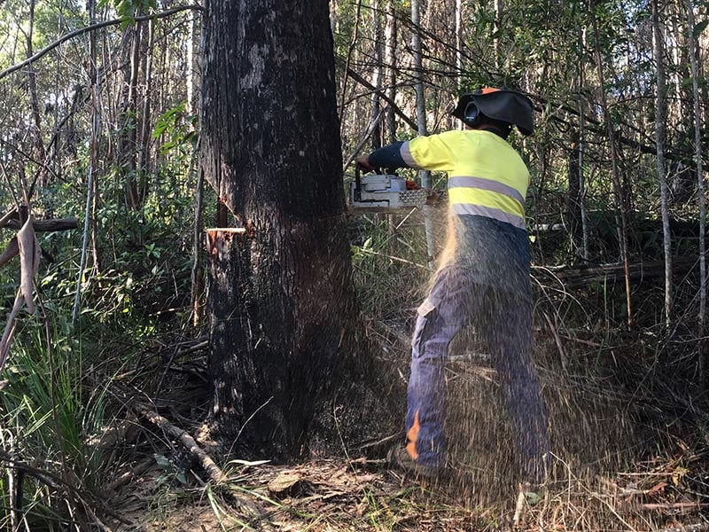 Branch Creek Tree Services | Tree Service Sunshine Coast