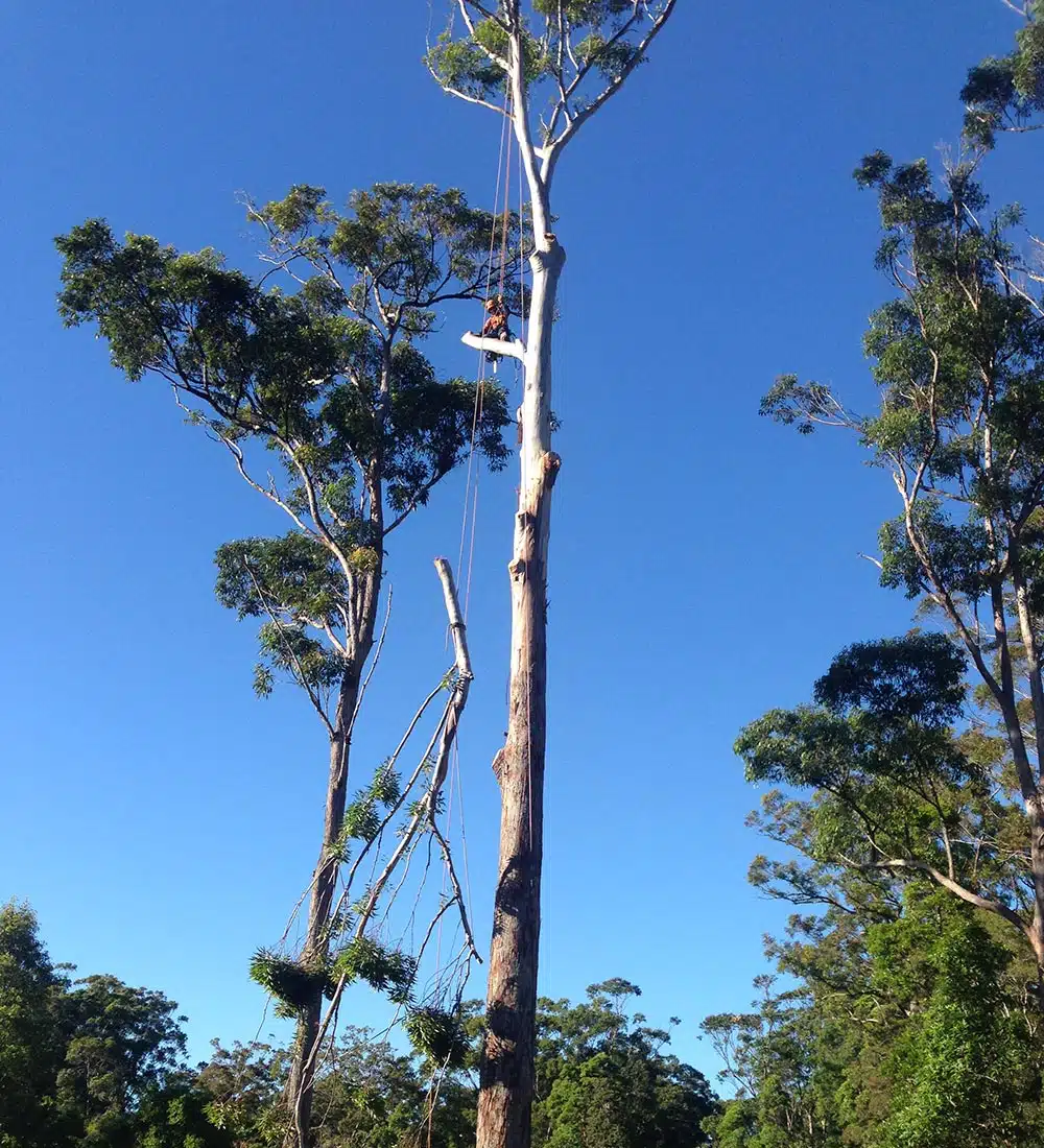 Branch Creek Tree Services | Tree Service Sunshine Coast