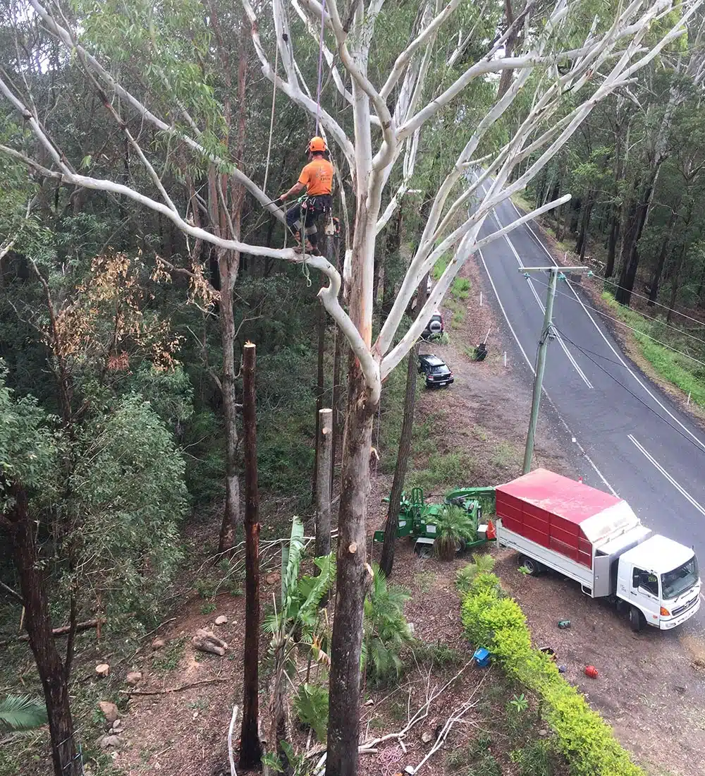 Branch Creek Tree Services | Tree Service Sunshine Coast