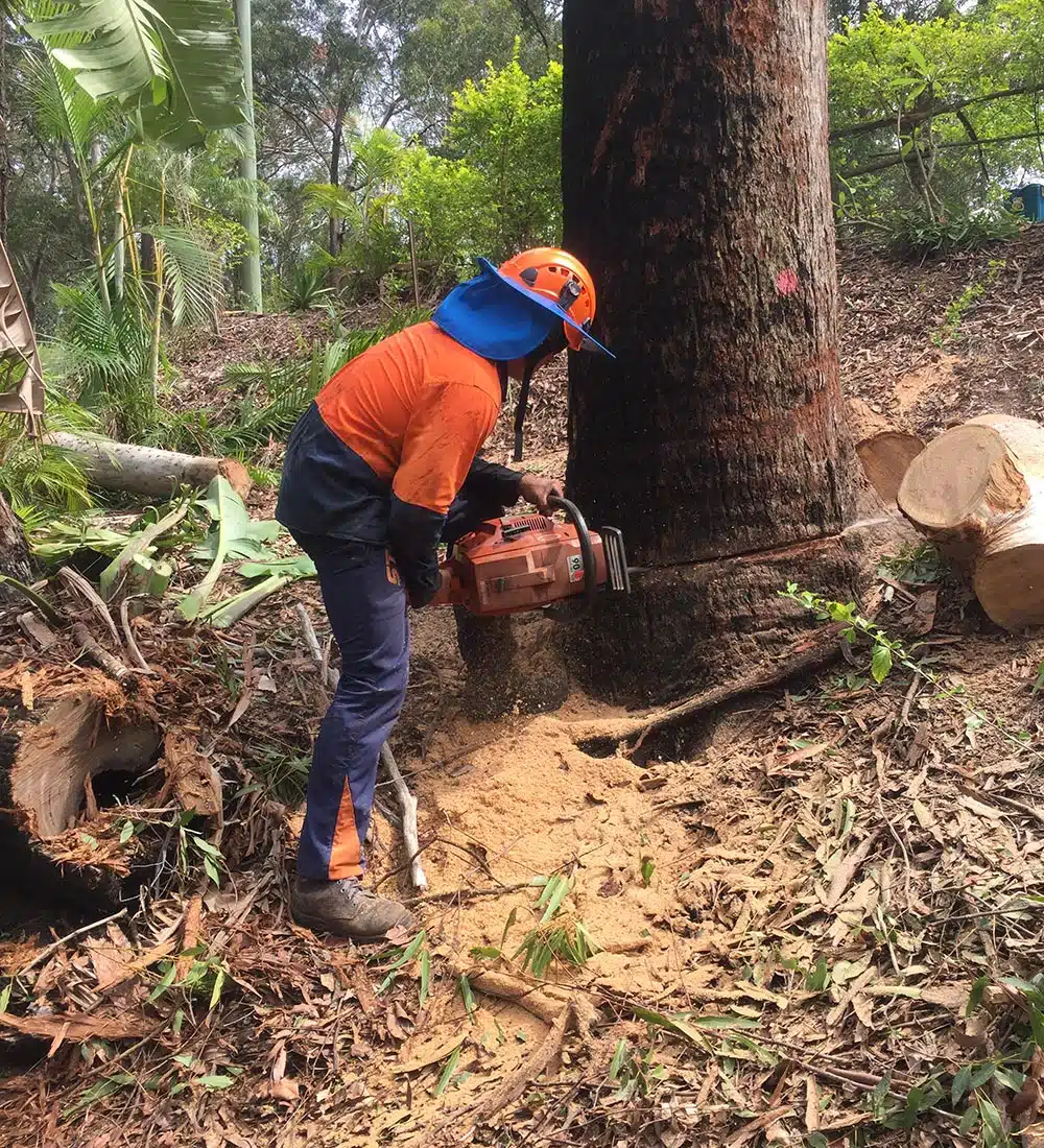 Branch Creek Tree Services | Tree Service Sunshine Coast
